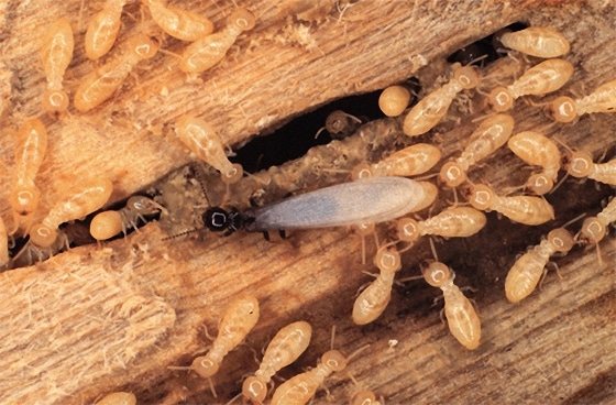 شركات مكافحة النمل الابيض برماح