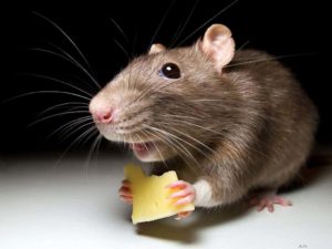 شركة مكافحة الفئران بالقصيم