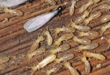 صورة شركة مكافحة النمل الأبيض بالدمام  رش الديزل قبل البلاط بالدمام